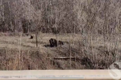 Видеофакт: медведица с медвежатами гуляет недалеко от Олекминска / Карина Оконешникова   