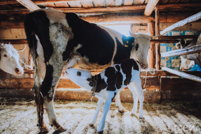 Глава Якутии Айсен Николаев поручил довести до районов деньги за сверхплановую заготовку молока / Саина Титова   