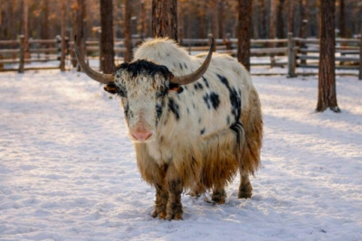 АЛРОСА расширит поддержку природного парка «Живые алмазы Якутии» / ЯСИА   