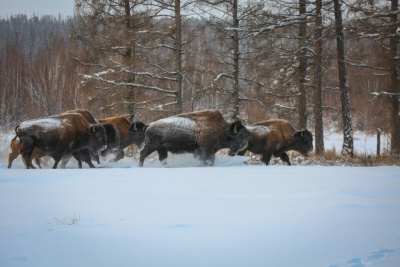 В Якутии открывается турсезон в питомнике лесных бизонов «Усть-Буотама» / ЯСИА   