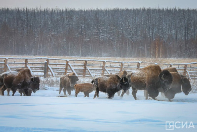 В Дирекции биоресурсов объяснили, что делать при нападении бизона / ЯСИА   