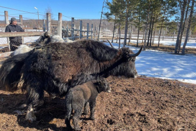 В природном парке «Живые алмазы Якутии» родился як / Мария Горохова  Мирнинский Республика Саха (Якутия)