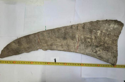 Иностранный гражданин из Якутска незаконно отправил по почте рога шерстистого носорога / ЯСИА Якутск Якутск Республика Саха (Якутия)