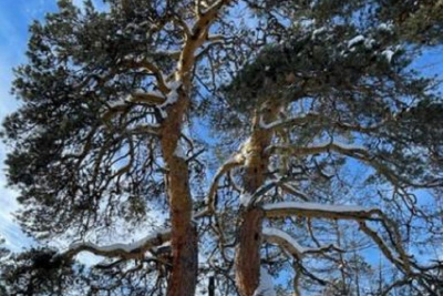 200-летняя сосна из Якутии участвует в конкурсе «Российское дерево года» / ЯСИА   