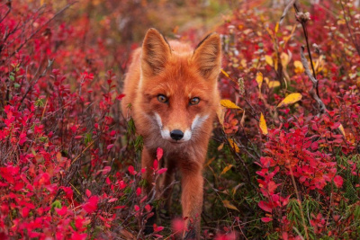 Премьера фильма «Огненный лис» пройдет при поддержке ВТБ / ЯСИА   