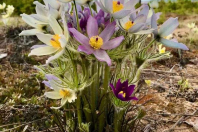 Фотофакт: удивительный букет из разноцветных подснежников / Мария Горохова   