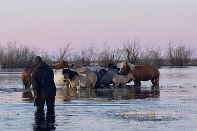 В Намском районе проводится оценка материального ущерба от гибели скота и лошадей / ЯСИА   