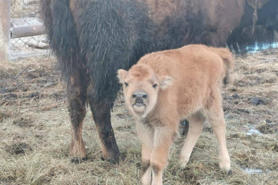 В природном парке «Живые алмазы Якутии» родился бизон / Мария Горохова   