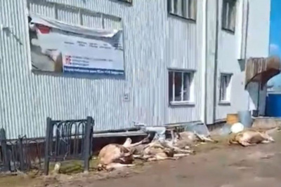 Причину одновременной гибели пяти коров выясняют в Горном районе / ЯСИА   