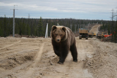 Для защиты от медведей будут созданы оперативные группы /    