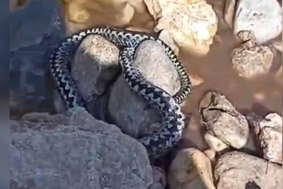 Гадюки пробудились после зимней спячки в Якутии / Саина Титова   Республика Саха (Якутия)