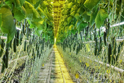 Шесть компаний ТОР «Якутия» начали уплату налогов в полном объеме / ЯСИА   