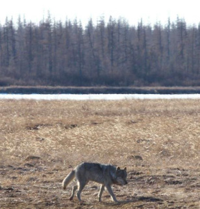 В Среднеколымском районе школьники во время прогулки в лесу наткнулись на волка / ЯСИА   