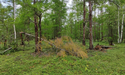 В Сунтарском районе обнаружили мертвым пропавшего мужчину / ЯСИА   