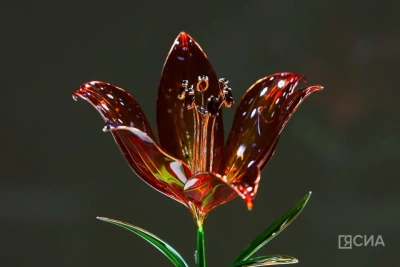 В Якутске открылась выставка Маргариты Зиминой «Цветы России» / Мария Горохова   