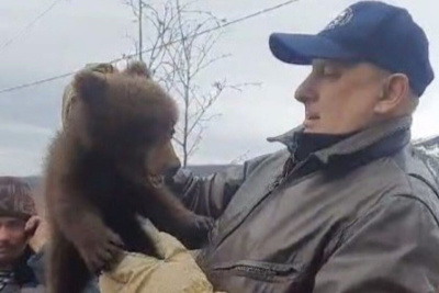 В Оймяконском районе старатели спасли осиротевшего медвежонка / Карина Оконешникова   