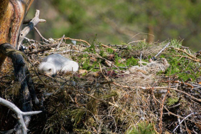 Птенца беркута в гнезде сняли на видео в Якутии / ЯСИА   Республика Саха (Якутия)