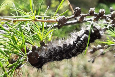 Леса в Чурапчинском районе обработают от шелкопряда / Мария Горохова   