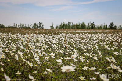 Цветы, луга, просторы: фото начала лета в Якутии / ЯСИА   Республика Саха (Якутия)