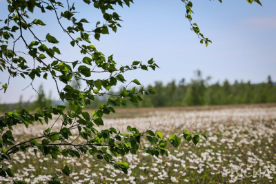 Как защититься от укусов клещей, рассказали в Роспотребнадзоре по Якутии / ЯСИА   
