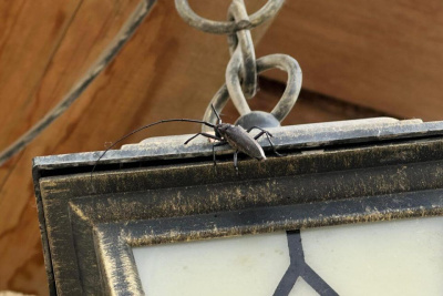 Нашествие волосогрызок в Якутске: эксперт рассказал о причинах, опасности укусов и сроках активности / Карина Оконешникова Якутск Якутск Республика Саха (Якутия)