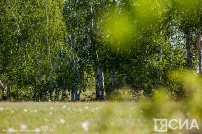 Якутский отдел Рослесзащиты проведет работу на 5,5 млн га / ЯСИА   