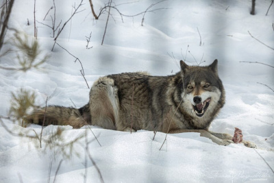 Стаю волков у дороги засняли в Якутии / ЯСИА   Республика Саха (Якутия)