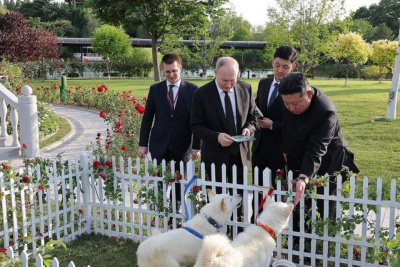 Отличаются умом и сообразительностью: что известно о собаках, которых подарили Путину в Корее / ЯСИА   