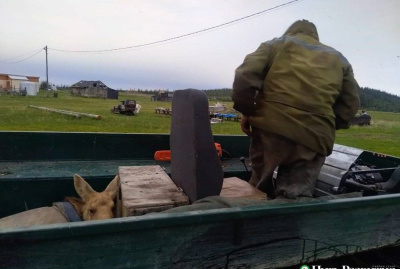 В Аллаиховском районе приютили осиротевшего лосенка. Но на следующий день он сбежал / Нарыйа Пахомова  Аллаиховский Республика Саха (Якутия)