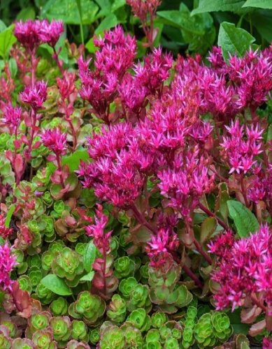 Очиток ложный Кровь Дракона (Драгонс Блад) 1 шт Р9