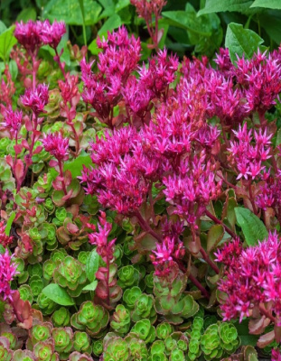 Очиток ложный Кровь Дракона (Драгонс Блад) 1 шт Р9