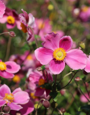 Анемона хубейская  Спленденс