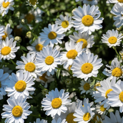 Хризантема болотная Сноуленд ASF 1 шт Р9