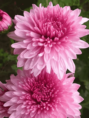 Хризантема корейская Окишор ASF 1 шт Р9