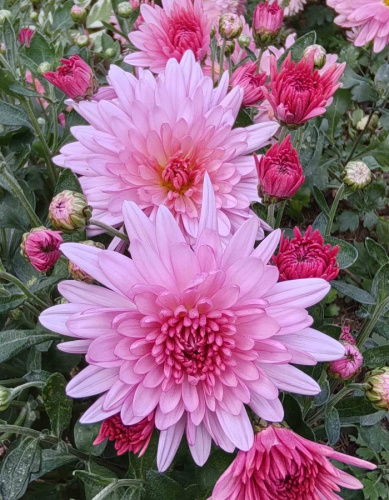 Хризантема мультифлора Арес Розовая ASF 1 шт Р9