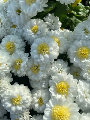 Хризантема Мультифлора Элфи Спорт ASF 1 шт Р9