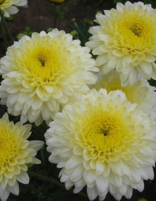 Хризантема корейская Элен Вайт ASF 1 шт Р9