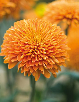 Хризантема корейская Маргарет Бронз ASF 1 шт Р9