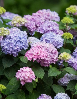 Гортензия крупнолистная Эндлесс Саммер Ориджинал ASF 1 шт Р9