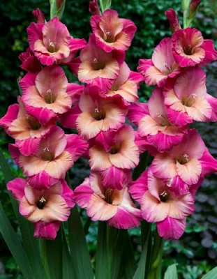 Гладиолус Эприкот Баблгам