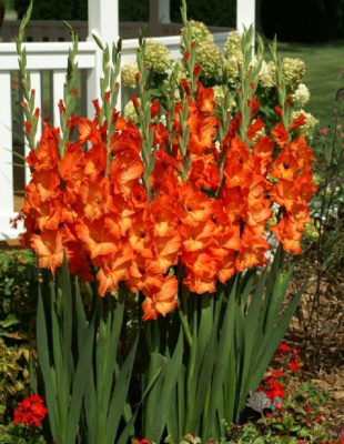 Гладиолус мини Дженни