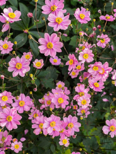 Анемона гибридная Серенада