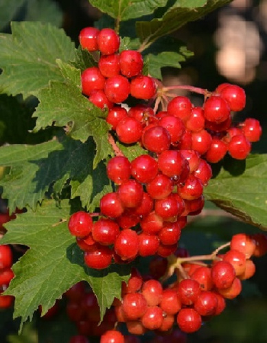 Калина На-На