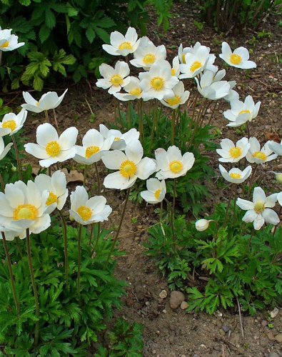 Анемона лесная (ветреница лесная)