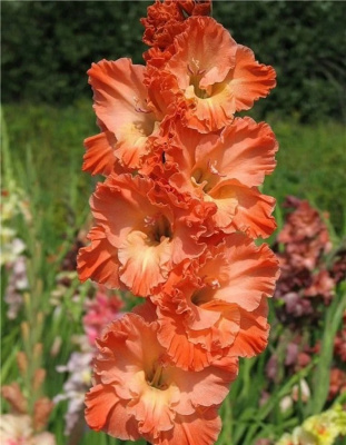 Гладиолус Барбизон
