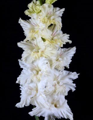 Гладиолус Белое море