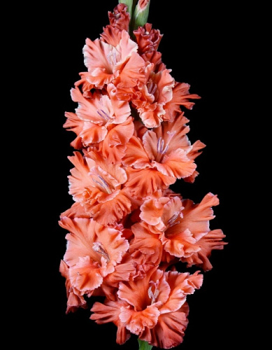 Гладиолус Вождь Краснокожих