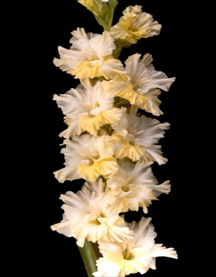 Гладиолус Солнечный Танец