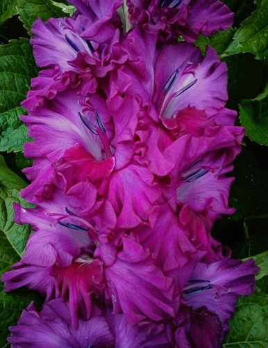 Гладиолус Сумеречный Час