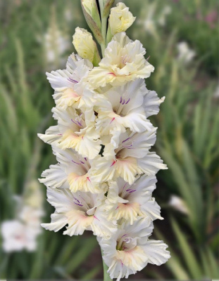 Гладиолус Звезда Пленительного Счастья